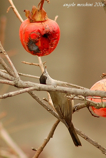 Capinera, Sylvia atricapilla. dieta nella stagione di mezzo.